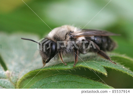 A female grey backed mining bee, andrena vaga, emerging in the springtime and climbing on a leaf to warm up before take off 85537914