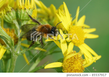 A male of the Grey-patched mining bee, Andrena nitida on common ragwort 85537917