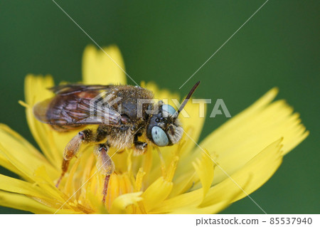 The beautiful blue eyes of a colorful cleptoparasite bee Epeoloides coecutiens The beautiful blue eyes of a colorful cleptoparasite bee Epeoloides coecutiens 85537940