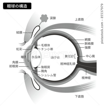 眼睛結構(黑白,附說明) 眼睛結構(黑白,附說明) 85537979