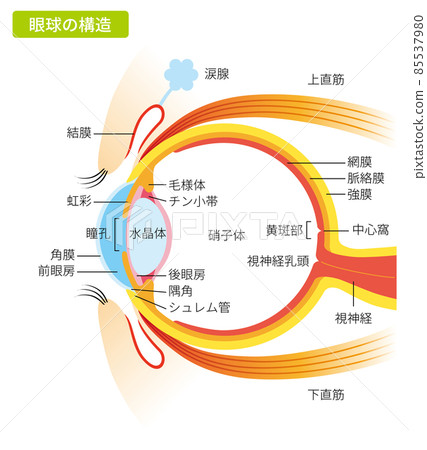 Eyeball structure (with color and description) 85537980