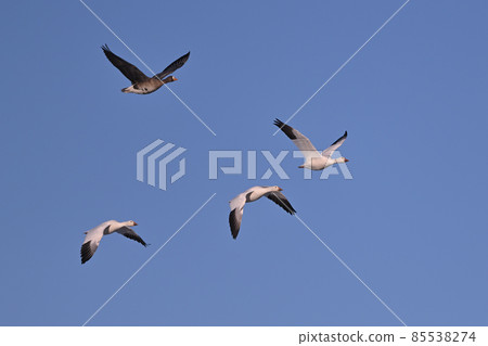 Snow goose ⑪ (Hokkaido) Snow goose ⑪ (Hokkaido) 85538274