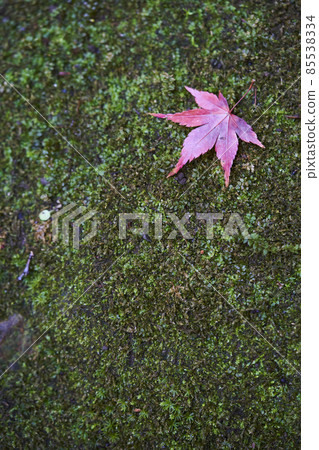 Moss and autumn leaves 85538334