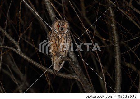 Long-eared owl (Hokkaido) Long-eared owl (Hokkaido) 85538638