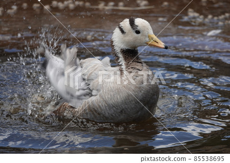 巴沙巴沙 巴沙巴沙 85538695