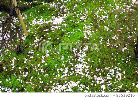 [Kanagawa] Kenchoji, Kamakura in the spring, a carpet of cherry blossoms that shines on the lawn in front of Sanmon 85539210