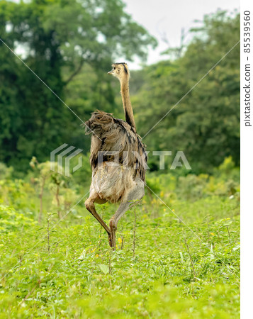 Adult Greater Rhea 85539560