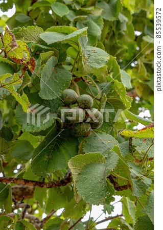 Pekea Nut Fruit 85539572