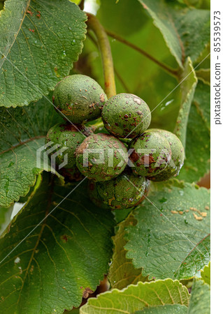 Pekea Nut Fruit Pekea Nut Fruit 85539573