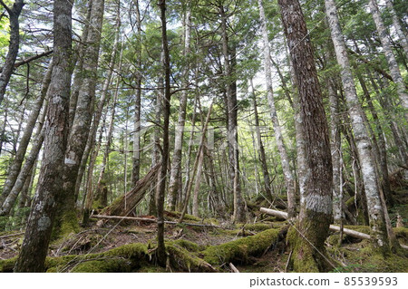 Broad-leaved forest seen from the mountain trail of Mt. Daimugen in the deep south of the Southern Alps, Shizuoka Prefecture 85539593