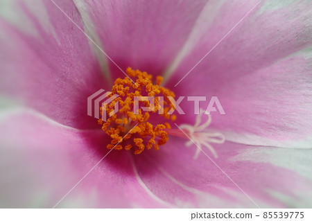 松葉鈕扣花 松葉鈕扣花 85539775