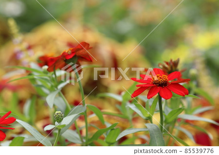 紅百日草 紅百日草 85539776