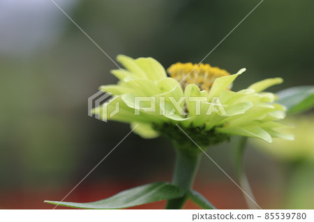 黃百日草 黃百日草 85539780