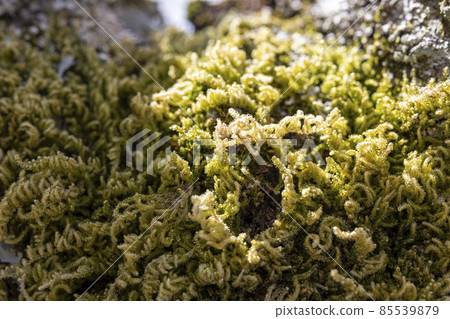 Image of moss bathed in light Image of moss bathed in light 85539879