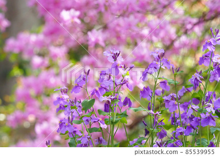 Purple flower and azalea flower Purple flower and azalea flower 85539955