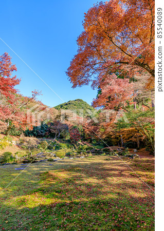 秋天的清水寺本房花園福岡縣美山市 秋天的清水寺本房花園福岡縣美山市 85540089