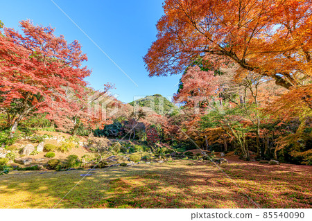 秋天的清水寺本房花園福岡縣美山市 秋天的清水寺本房花園福岡縣美山市 85540090