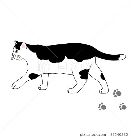 一隻行走的黑白貓的逼真插圖 一隻行走的黑白貓的逼真插圖 85540280