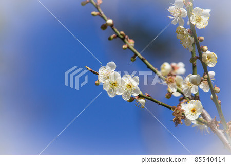 臺灣,春天,梅花,落葉,木棧道,公園,角板山.美麗.散景 85540414