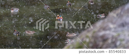 Mandarin duck swimming in the snow Mandarin duck swimming in the snow 85540833