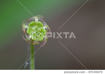 Kochamersou 花 Kochamersou 花 85540870