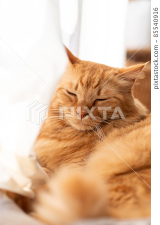 Cat sleeping by the window Tea tabby cat Cat sleeping by the window Tea tabby cat 85540916