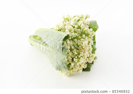 棒菜花菜花 棒菜花菜花 85540932