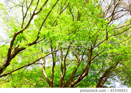 [Kanagawa] Green trees in the precincts of Kenchoji Temple in Kamakura in spring 85540951