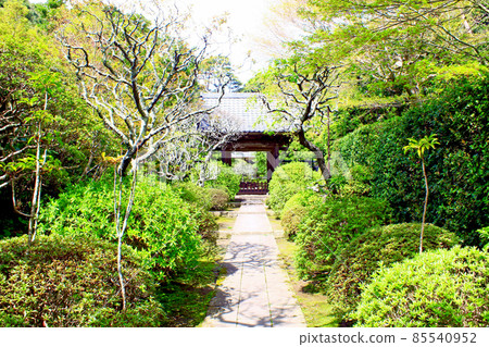 [Kanagawa] Spring Kamakura Tengen-in Temple at Kenchoji Temple 85540952