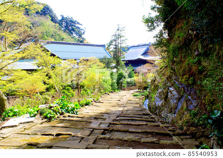 [Kanagawa] Spring Kenchoji, Kenchoji Temple, the precincts seen from the front of Tengen-in 85540953