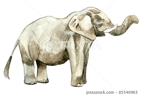 側身大象抬鼻子的插圖，動物手繪水彩插圖素材 85540963