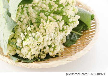 棒菜花菜花 棒菜花菜花 85540971