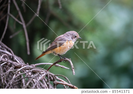 The common redstart female, Phoenicurus phoenicurus, is photographed in close-up sitting on a branch against a blurred background. 85541371