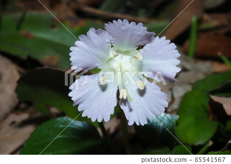 單花矮花 單花矮花 85541567