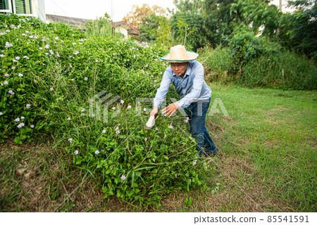 Gardener Asian senior male worker trimming bushes and shrubs with steel hedge shears in garden tidy tree. Gardener Asian senior male worker trimming bushes and shrubs with steel hedge shears in garden tidy tree. 85541591