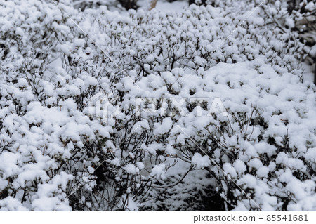 雪覆蓋著的雪 雪覆蓋著的雪 85541681
