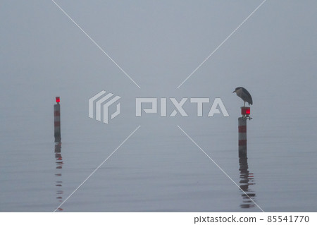 A foggy day on the lake. 85541770