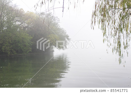 Misty landscape with trees. 85541771