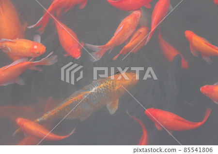 Red carp fish. Red carp fish. 85541806