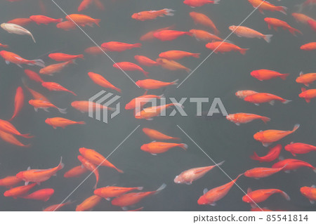 Red carp fish. Red carp fish. 85541814