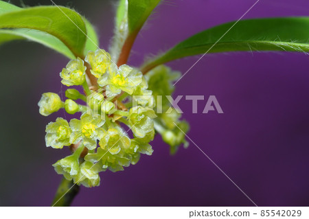 Kuromoji flower 85542029