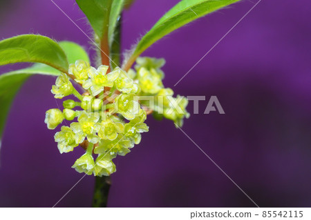 Kuromoji flower 85542115