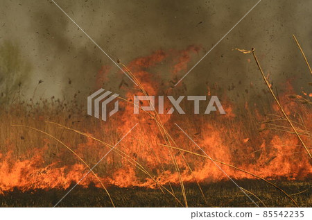 coastal zone of marsh creek, strong smoke from fire of liana overgrowth. Spring fires of dry reeds dangerously approach houses of village by river Cleaning fields of reeds, dry grass. Natural disaster 85542235