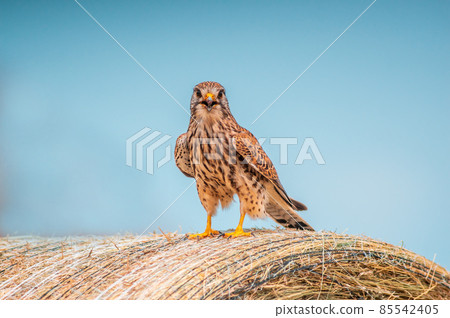 young falcon on the hunt for prey 85542405