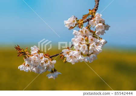 fresh spring blossoms at the beginning of the year fresh spring blossoms at the beginning of the year 85542444