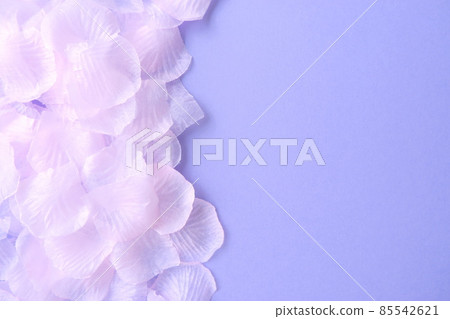 Cherry blossom petals and purple frame 85542621