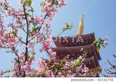 櫻花和淺草寺 櫻花和淺草寺 85542756