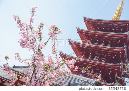 Sakura and Sensoji Temple 85542758