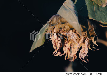 枯萎和乾向日葵 85542905