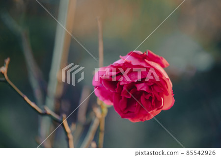 One winter rose One winter rose 85542926